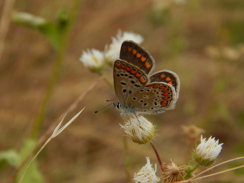 Lycaenidae da identificare/confermare